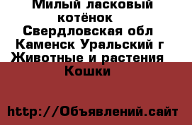 Милый ласковый котёнок  - Свердловская обл., Каменск-Уральский г. Животные и растения » Кошки   